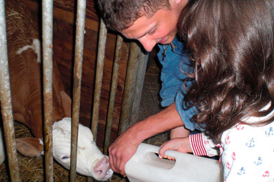 Viehhaltung am Bachwiesl Hof