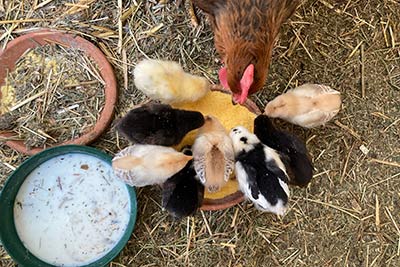 Tiere am Bachwiesl Hof