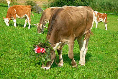 Almabtrieb im Herbst