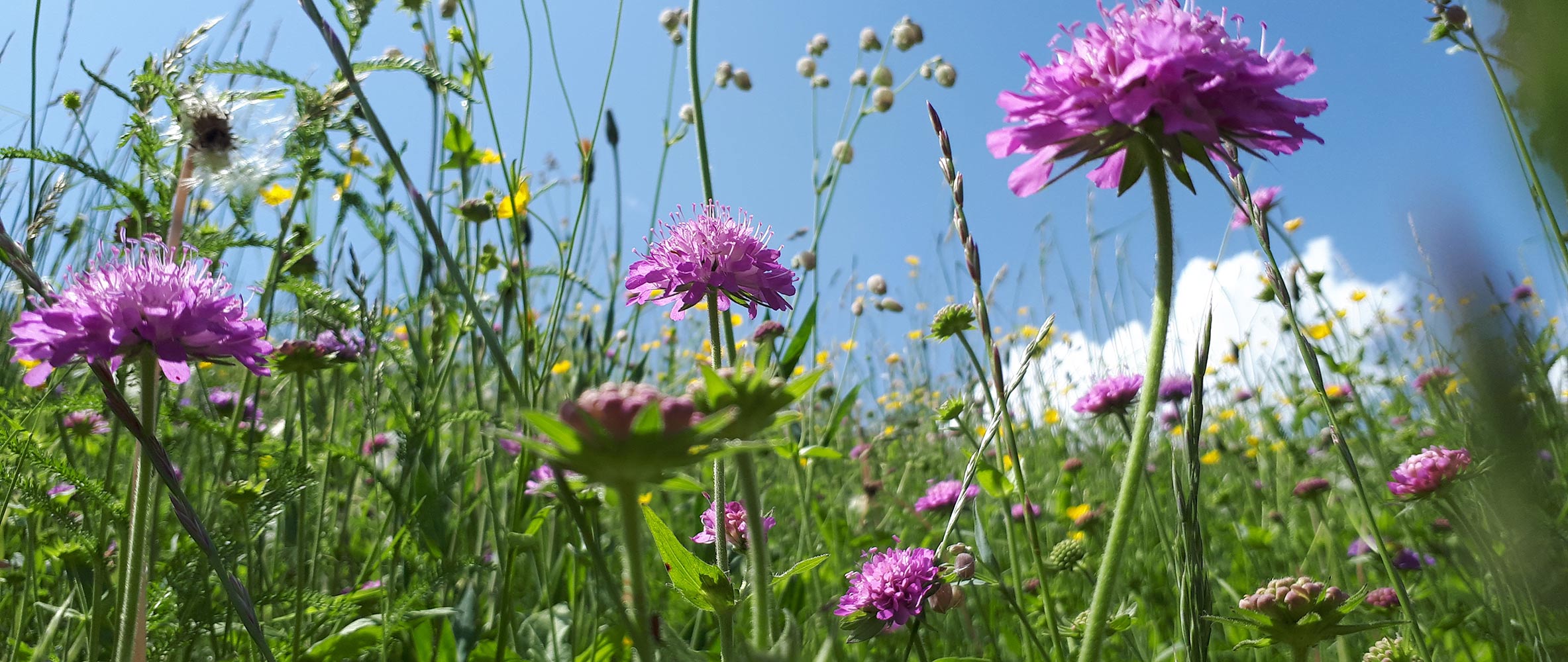 Jahreszeiten in Proveis - Bachwiesl Hof